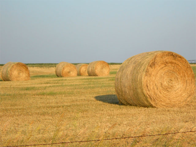 There are a number of things to consider when deciding whether to opt for an emergency hay crop over a prevented planting payment. (DTN file photo by Cheryl Anderson)